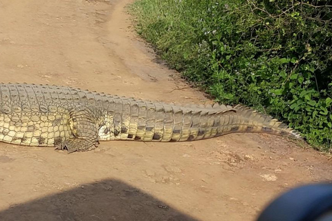 Nationaal park Nairobi, olifantenweeshuis en giraffencentrum