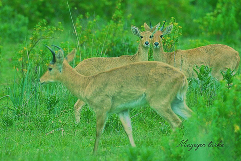 Addis Ababa: Awash National Park 2-Day Safari & Volcano Hike