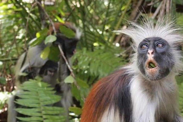 Zanzibar: małpy Jozani, ogród motyli i park gadówTransfer nie jest wliczony w cenę, a opłaty za wstęp pokrywacie sami.