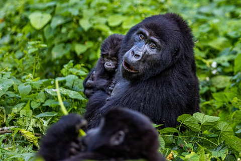 Uganda: esperienza di 3 giorni con i gorilla da Entebbe