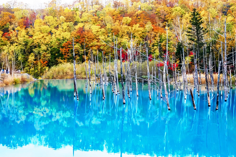 Hokkaido Summer Day Trip: Patchwork Road&Shikisai no Okas Depart from Sapporo Tokyu REI Hotel (without lunch)