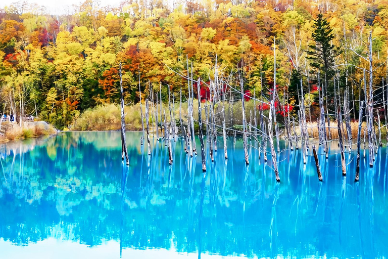 Hokkaido Summer Day Trip: Patchwork Road&Shikisai no Okas Depart from Sapporo Tokyu REI Hotel (without lunch)