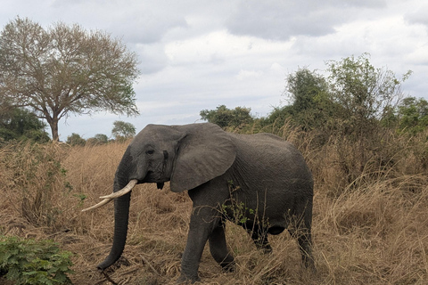 SAFARI ANIMALIER DE ZANZIBAR À MIKUMI 3 JOURS ET 2 NUITS