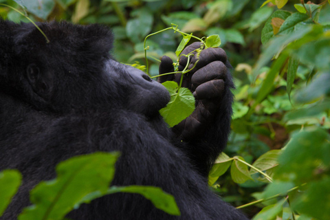 Vanuit Kigali: 2-daagse gorilla-trektocht in Bwindi National Park ...Vanuit Kigali: 2-daagse gorilla trektocht in Bwindi National Park …