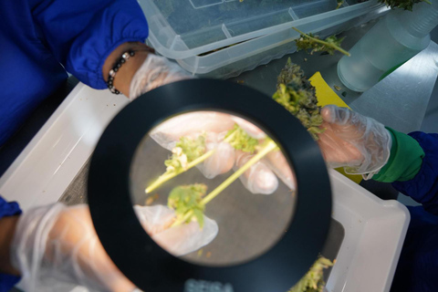 Medellín: Medical Cannabis Industry Tour with Lab & Lunch