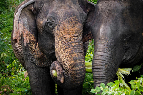 Phuket Elephant Sanctuary: Halvdag med vegetarisk måltidMötesplats