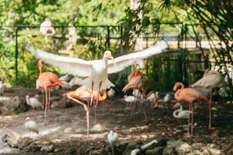 Fort Lauderdale: entrada a Flamingo Gardens