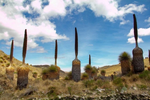 Huaraz-Excursión a las Nieves de Pastoruri y Puyas Raymondi