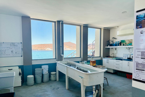 La Paz: Pearl Farm Experience and shop