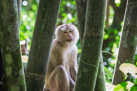 Khlong Sok: Khao Sok watervallen en wilde dieren halve dag trekPrivé Avontuur