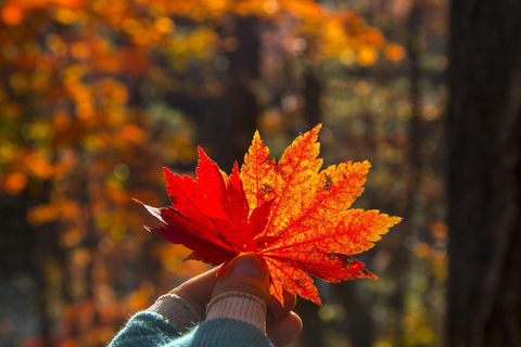 Seoul: Mt. Seoraksan National Park Autumn Foliage Day Tour Seoraksan Foliage Shared Tour, Meet at Myeongdong Station