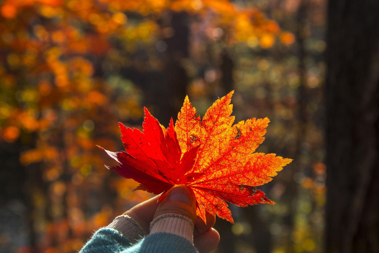 Seoul: Mt. Seoraksan National Park Autumn Foliage Day Tour Seoraksan Foliage Shared Tour, Meet at Myeongdong Station