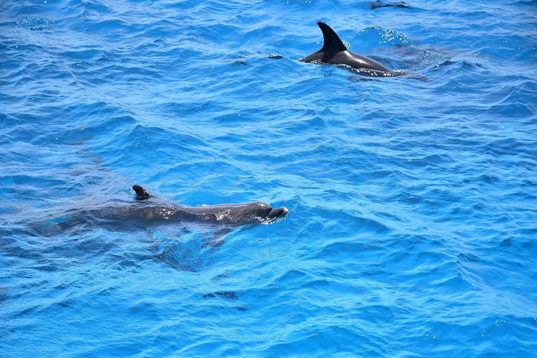Hurghada or Makadi: Discover the Magic of Dolphin House Pick up from Makadi Bay - Dolphin House