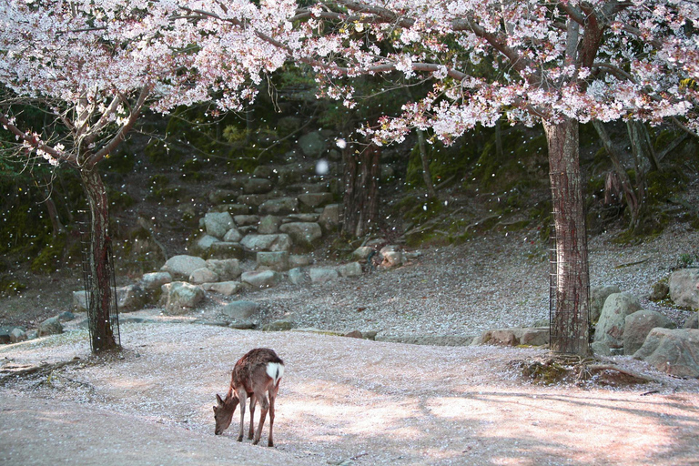 Miyajima with Itsukushima Shrine &amp; Hiroshima Peace Memorial