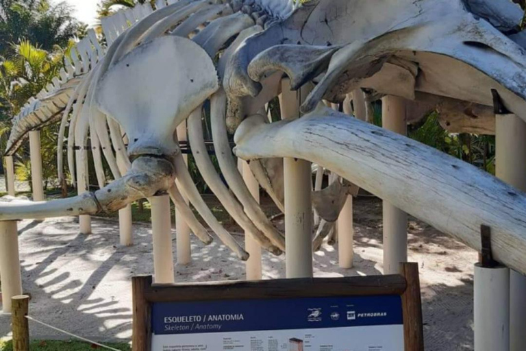 Salvador: Viagem de 1 dia para Praia do Forte e Guarajuba