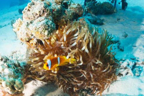 Hurghada: Dive Experience for Beginners or Certified Divers Full-Day Scuba Diving for Certified Divers