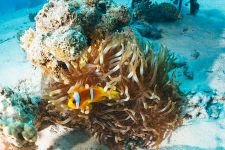 Hurghada: Dive Experience for Beginners or Certified Divers Full-Day Scuba Diving for Certified Divers