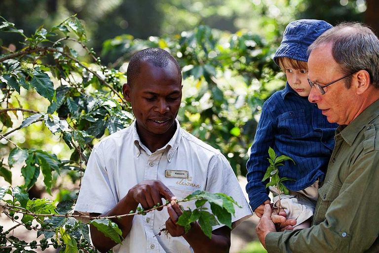 Kilimandscharo: Materuni-Wasserfälle & Kaffeetour mit LunchWasserfälle und Kaffeetour mit Abholung in Arusha