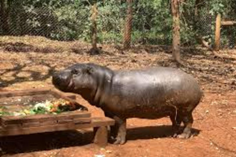 Nairobi: Excursão de meio dia a pé pelo Safari