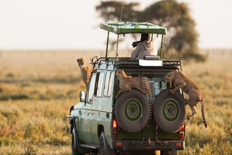 Nairobi: 3-Day Amboseli National Park Flying Safari