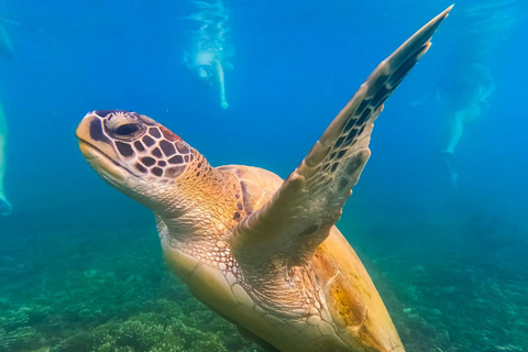 Koh Tao: Koh Nangyuan & Hidden Bays Snorkeling Tour w/ Lunch