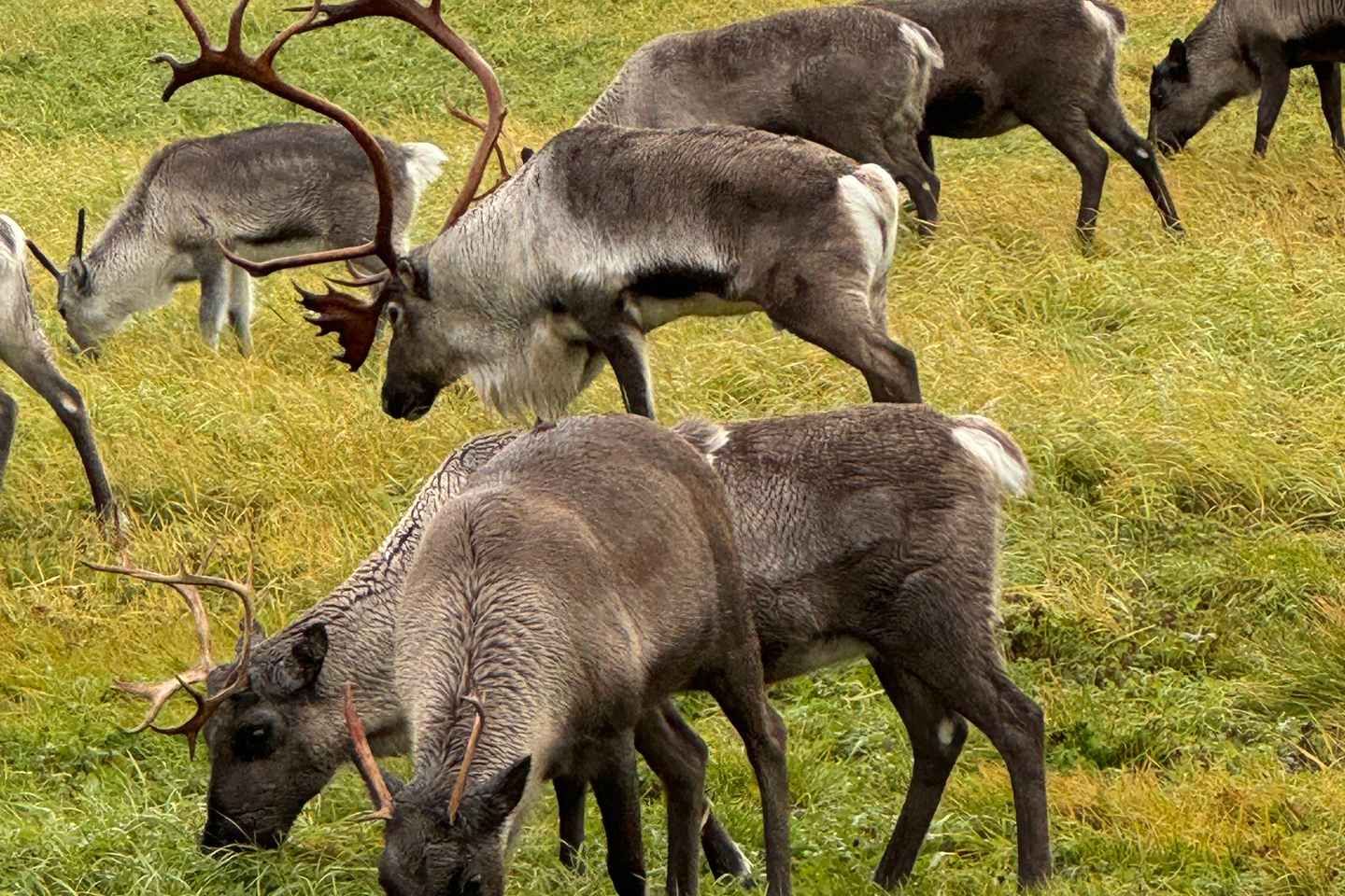 Unforgettable Arctic Fjord Tour: Sommary, Photos, Max 15 p - Unforgettable Arctic Fjord Tour: Sommarøy, Photos, Max 15 p