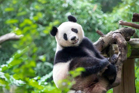 Guangzhou: Chimelong Safari Park Entry with Private Transfer Shenzhen | Private Transfer + Chimelong Safari Park Ticket