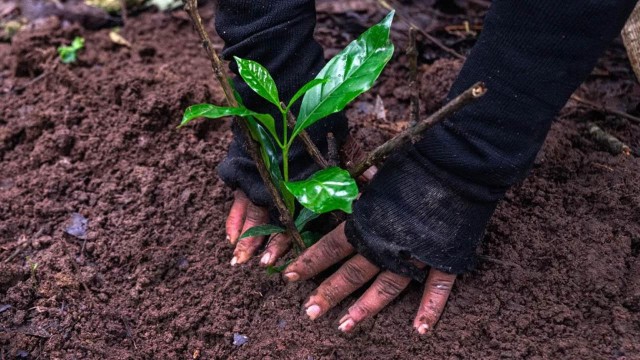 Kathmandu: Hike JamaChwok & Tree Planting for carbon neutral