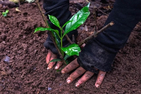 Katmandu: Jednodniowa wycieczka Green Hike Jama Chwok i sadzenie drzew