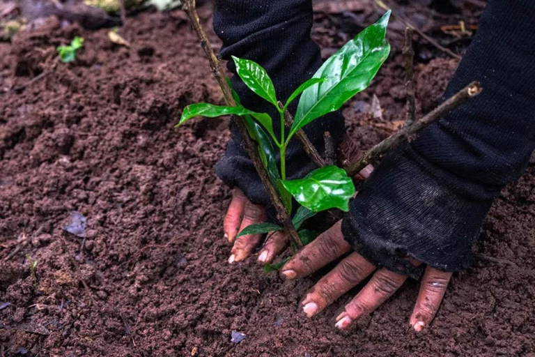 Kathmandu: Caminhada JamaChwok e plantio de árvores para neutralizar o carbonoKathmandu: Caminhada verde Jama Chwok e excursão de um dia para plantar árvores