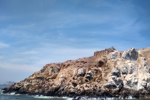 Lima: Snabb båttur till Palominoöarna och simma med sjölejonLima: Palomino Islands Speedboat Tour &amp; Simma med sjölejon