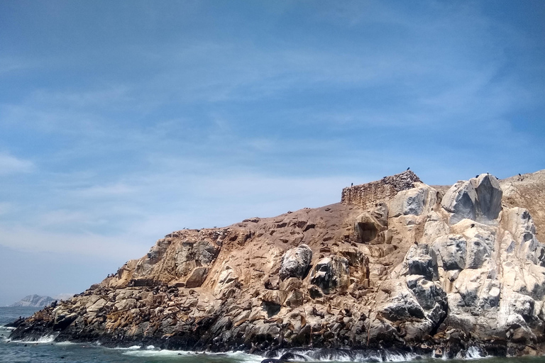 Lima: Palomino Schnellboot-Tour &amp; Schwimmen mit Seelöwen