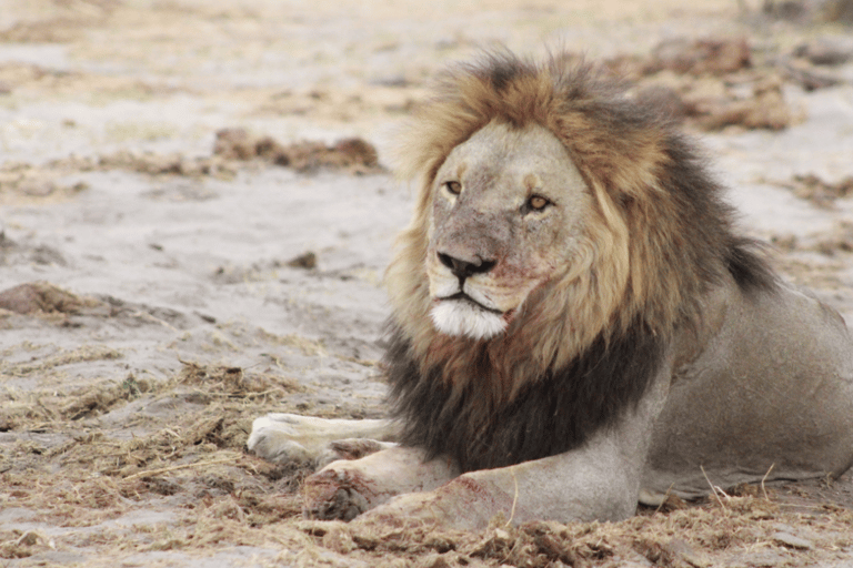 Excursion d'une journée à Makgadikgadi