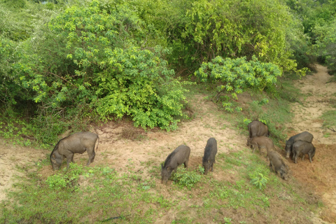 Ella: Traslado a Mirissa/Galle/Hikkaduwa y Safari Udawalawe