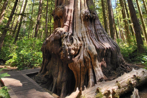 Vancouver Island: Jurtenaufenthalt, Wasserfall, Strände und Skywalk