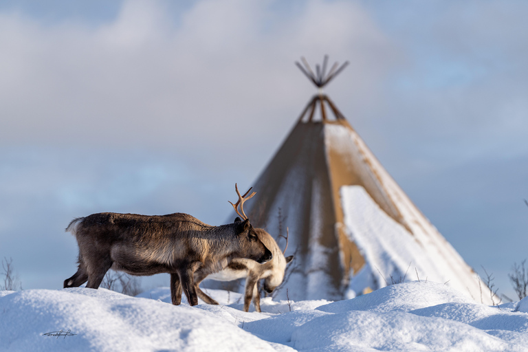 Tromsø: Royal Reindeer at Sami Camp | Feeding & Stories English Guide