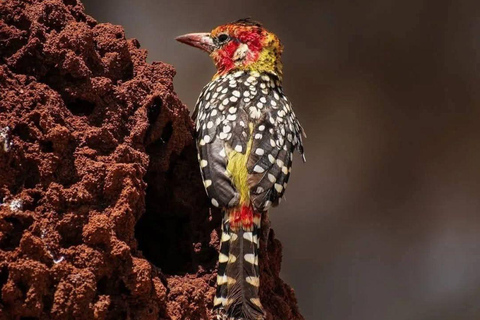 Kisumu: Kakamega Forest guided day tour