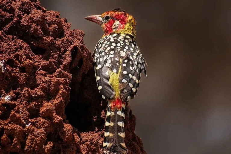 Kisumu: Kakamega Forest guided day tour