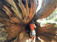 Desde Fresno, Tour del Parque Nacional de Sequoia con traslado y almuerzo - Hizvo