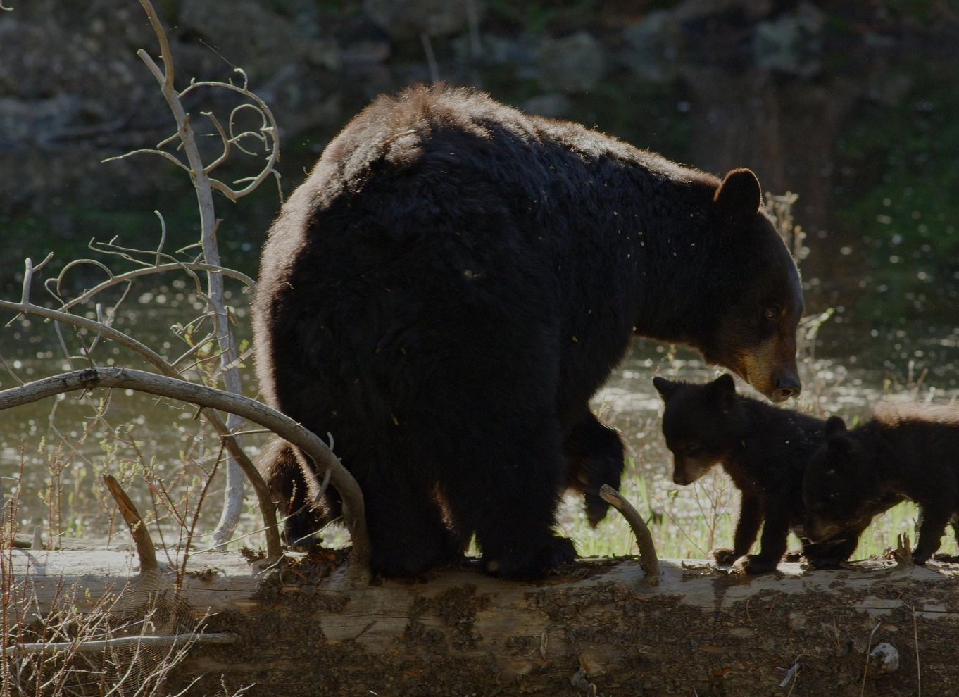 Whistler: Morgen med bjørnene Land Rover naturskøn udflugt