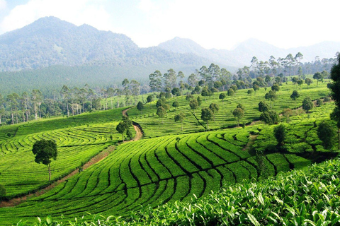 DESDE BANDUNG : PLANTACIÓN DE TÉ/JARDÍN BOTÁNICO/YAKARTA