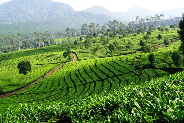 DESDE BANDUNG : PLANTACIÓN DE TÉ/JARDÍN BOTÁNICO/YAKARTA