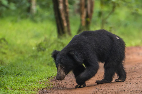 Vanuit Kandy: Wilpattu National Park Safari met ophaalservice vanaf je hotel