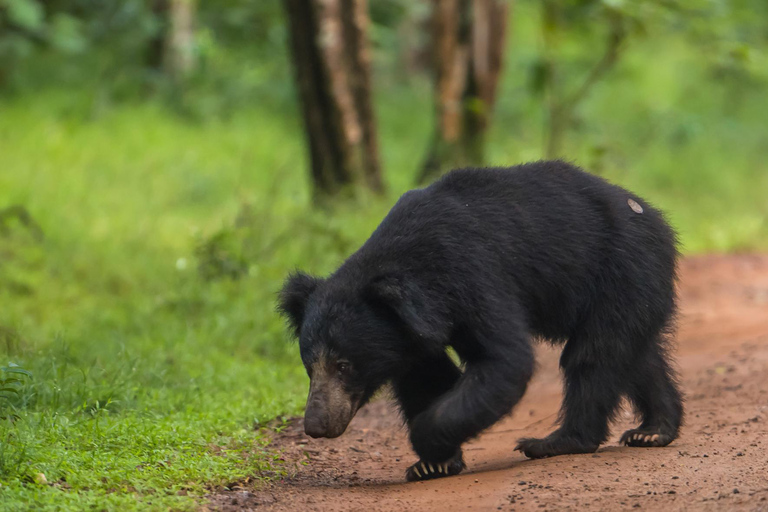 Depuis Anuradhapura : Safari d&#039;une demi-journée dans le parc national de Wilpattu