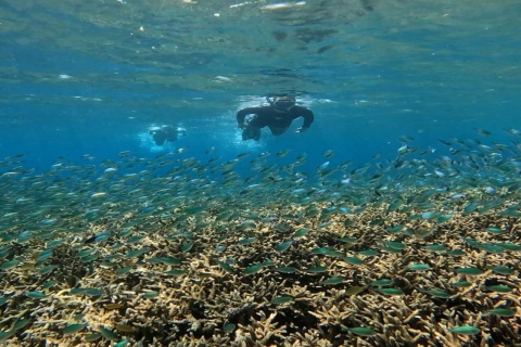 Snorkeling Trip - Explore the Gili underwater world From Gili Trawangan: Public snorkelling trip with Go Pro