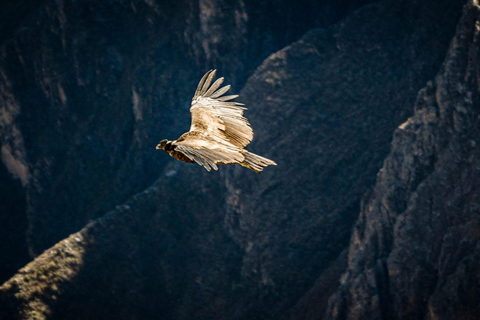 Arequipa: 4-Daagse Colca Canyon en Salinas Lagune Circuit