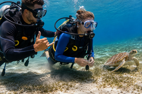 Marsa Alam: Diving & Snorkel Trips on the Boat with Lunch