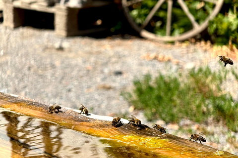 إنترلاكن: استكشف إيسلتوالد وجيسباخ بجولة بالدراجة الكهربائية