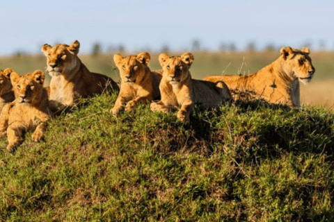 Tanzania: 8-Day Safari Tour with Accommodation