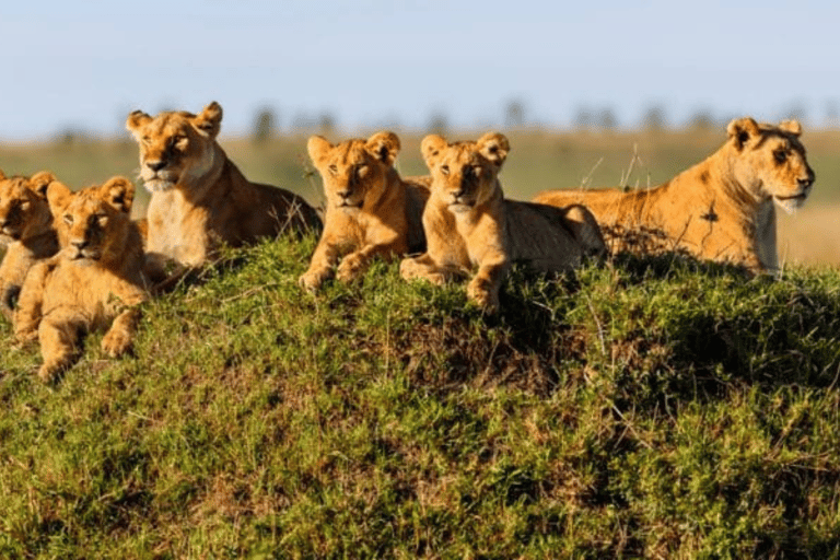 Tanzania: 8-Day Safari Tour with Accommodation